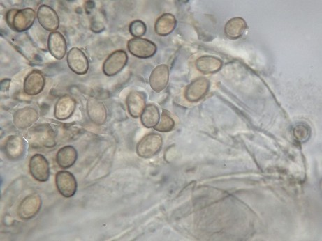 Cortinarius subnotatus?